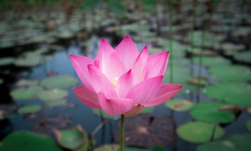 梅花香的配方-梅花香蕉的区别网- 梅花香氛知识,分享梅花香的配方